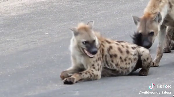 Spotted Hyena Dances Joyfully with Clan