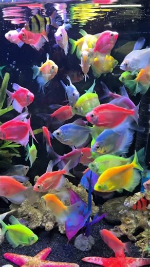 Glofish #shorts #glowfish