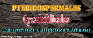 Cycadofilicales / Pteridospermales | EasyBiologyClass