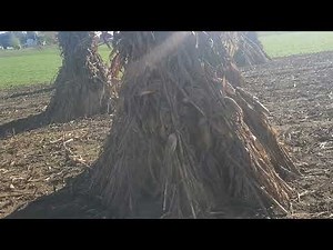 Amish corn shocks.