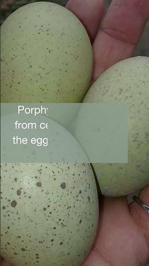 Why do eggs turn green?
