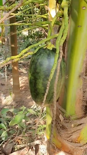 Street Eats Global on Reels