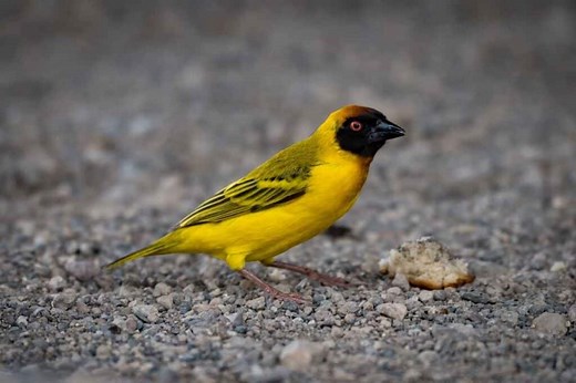 Why Do Birds Eat Stones? (THIS Answer Will SURPRISE You!) - Birding Outdoors