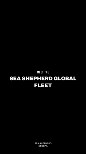 Sea Shepherd op TikTok