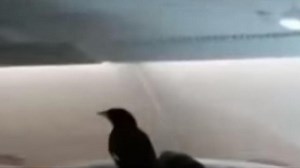 Bird sparks a flap on Singapore to London flight