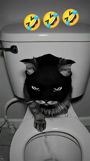 cat showing middle finger #ytshorts #shortvideo #subscribe #trendingshorts