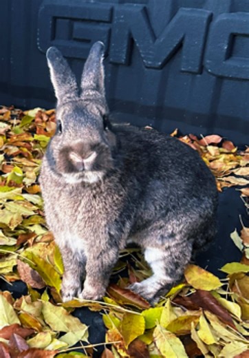 Enjoying the sunset with my love ✨🐇 #fyp #bunny #sunset