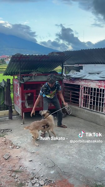 Manang dek gaya kalah dek nasib#tuahsakato #dog #tsteam #fyp