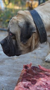 Boerboel Breeders Ohio on Reels