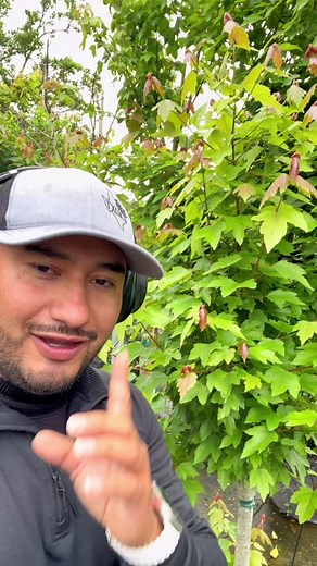 Fast-Growing Red Maple Tree: A Shade Provider All Year Round