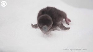 😍BABY PENGUINS:😍 Take a look at these cute little penguin chicks! The babies were just born at Shedd Aquarium in Chicago. 🐧🐧🐧 | KDKA-TV | CBS Pittsburgh
