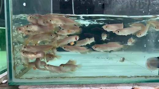 Baby arowana | Arowanafishfarm