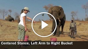 Testing an Elephant's Attention