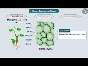 Plant tissues : Simple Permanent | Part 1/1 | English | Class 9