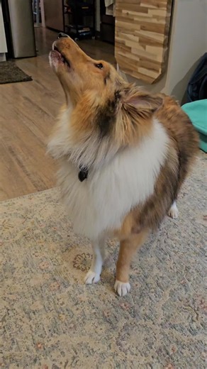 Saturday's are for howling 🐶 #puppylife #shetlandsheepdog #howling #dogtok #saturday