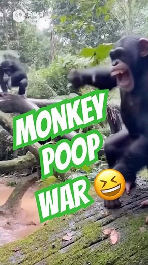 Monkey Poop Fight Goes VIRAL! 💩🐒 Chaos Ensues! #MonkeyMadness #PoopWar #WildAnimals #FunnyAnimals