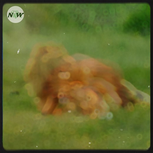 1.9K views · 105 reactions | Playful lion cubs spread joy in a heartwarming video—[Full story in 헰헼헺헺헲헻혁] | Adorable Things | Facebook