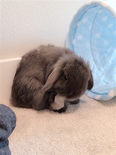 Cleaning My Feet: Relaxing Bunny Moments