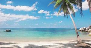 clip-1049909434-beach-coconut-palm-trees-koh-tao-thailand