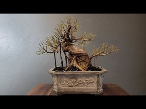 defoliating and pruning Ficus Bonsai. Ficus microcarpa
