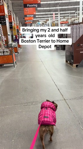 A Boston Terrier at Home Depot: A Fun Adventure