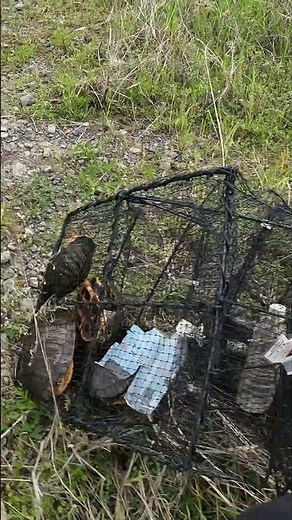 外来種のカメ捕獲！防除は大変。池のカメぜんぶ捕る大作戦！静岡県麻機遊水地カミツキガメ捕獲調査2026 ≫ 生物ハンター加藤英明【公式】かとチャン