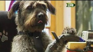 Doggie driving lessons