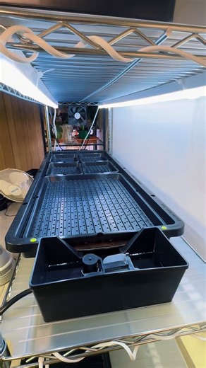 Big news for microgreen lovers: the new mini tray just dropped — meet the AutoPot Tray2Grow Mini Microgreens Tray! Whether you’re running a full rack or mixing varieties: whip up to 8 mini trays at once, or go hybrid with 4 mini 1 standard tray (as featured here) on the same system. With a perforated base for perfect wicking and a compact footprint, it’s never been easier to grow more varieties of greens with less fuss. #autopot #autopots #tray2grow #microgreens #microgreensfarm | Autopot USA