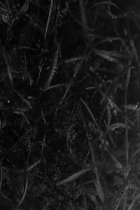 Paradise Lost - Movie