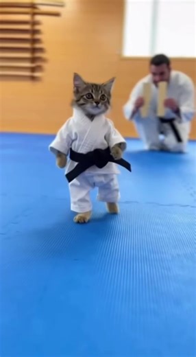 Karate Kitty's Impressive Back Kick Breaking Board