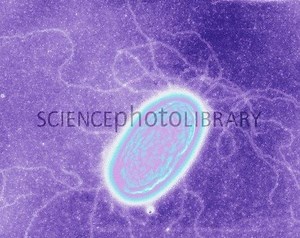 Geobacter metallireducens - Alchetron, the free social encyclopedia