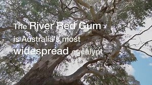 23 reactions | So beautiful and clever: the River Red Gum is our most widespread eucalypt, found in every mainland Australian state. ~  Thank you @eucalyptaus  . . . . #EucBeaut #ozplants #australianflora #australia #gumtrees #gumtree #nature #australia #eucalypt #eucalypts #eucalyptus #inthegarden #ozflora #treestagram #treeoftheday #treelovers #tree #trees #naturelovers #naturevideo #abcaustralia #organicgardenermag | ABC Organic Gardener | Facebook