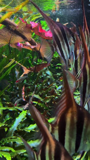 Chill'in Angelfish in a Planted Tank