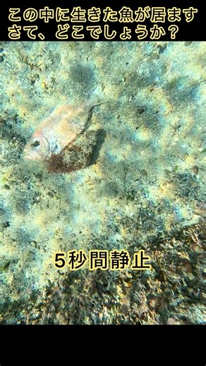 隠れてる魚を探してみて