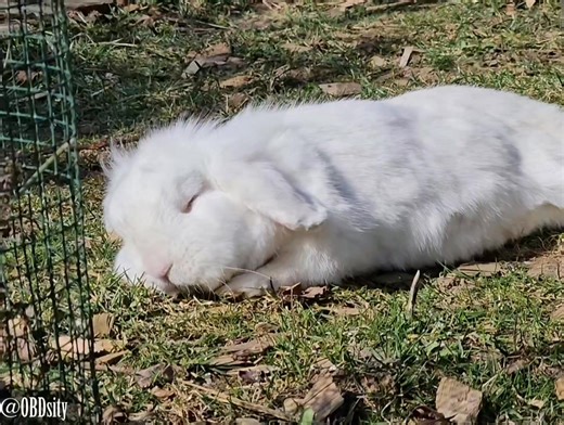 154K views · 8.3K reactions | Snooshi and Cookie: Napping in the gentle spring sun is the best thing since hyumins invented Nana-coins  #WeekendVibes #WeekendMood #SnowshiSunday | OBDsity - Bunnies in a Bun dance | Facebook