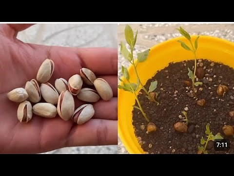 Best Method To Grow Pistachio Seed From Pistachio Fruit successful Method