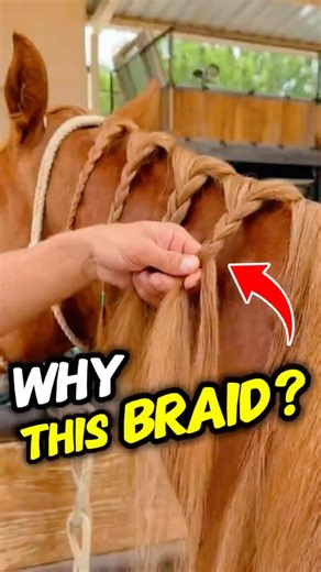 Most People Don’t Know Why Horses Are Braided