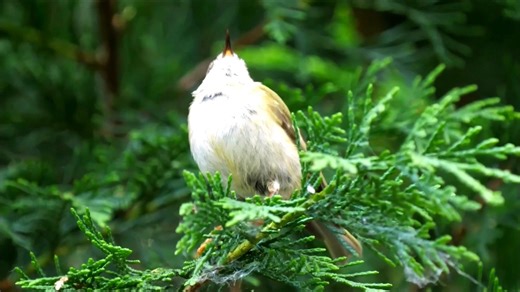 24K views · 3.2K reactions | Goldcrest singing (Regulus regulus) Europe, Asia, Northern Fennoscandia, Russia. | BIRDS & Nature | Facebook