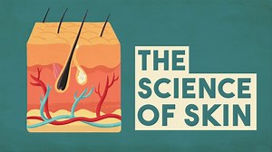 How Human Skin Works