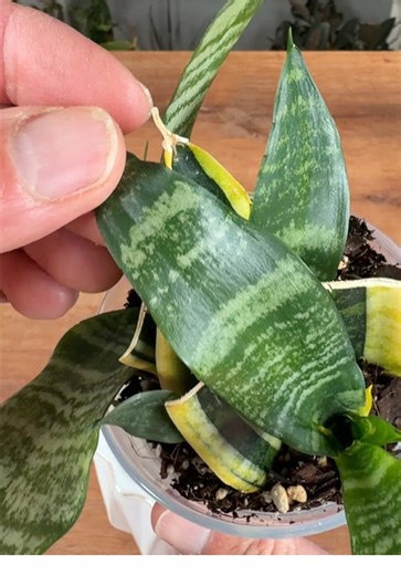The Journey of Plant Propagation: Snake Plants