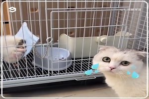 This cat thinks the sleepy ferret fren was dead - - FUNPOT