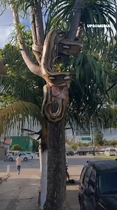 This video sparked outrage, as a man took his huge python for a walk as if it were a cute little kitten... Credits: Newsflare | The Kiwi