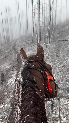 Tis the season! 🦌 🐴 ❄️ | Samuelson Outfitters