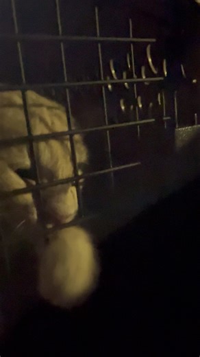 Told him he was getting neutered ￼