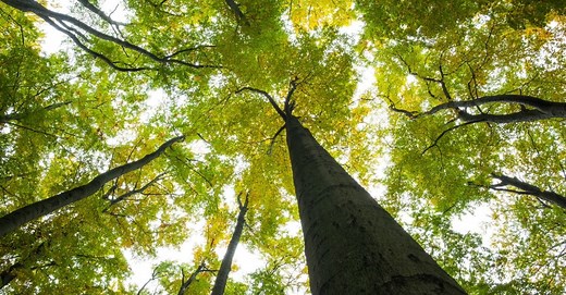 The Meaning of Psalm 91 - Promises and Prayer