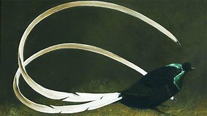 BBC Arts - BBC Arts - Painting paradise: Art meets nature in Papua New Guinea