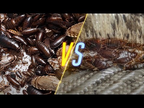 Roaches VS Bed Bugs