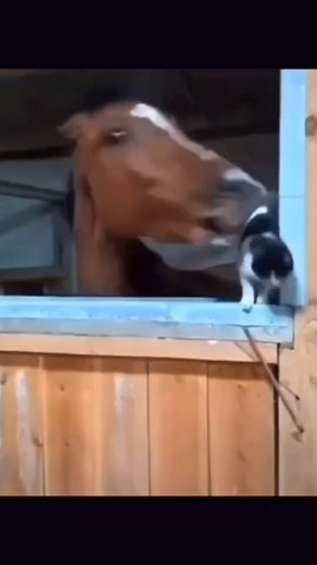 Cat and Horse Interacting in a Warm Stable Environment