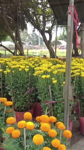 Phong Dien Tet flower market, noon on the 27th day of Tet #short