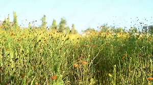 Beautiful nature scene with Cosmos sulphureus blooming in the garden